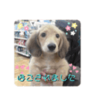 かわいいミニチュアダックス ベル＆スヌ（個別スタンプ：8）