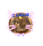うさぎのしんしん うちの子スタンプ（個別スタンプ：2）