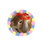 うさぎのしんしん うちの子スタンプ（個別スタンプ：3）