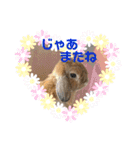 うさぎのしんしん うちの子スタンプ（個別スタンプ：8）
