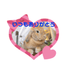 うさぎのしんしん うちの子スタンプ（個別スタンプ：14）
