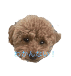 雀部家stamp！（個別スタンプ：4）