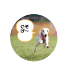犬！！！！！！！！！（個別スタンプ：2）