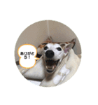 犬！！！！！！！！！（個別スタンプ：3）