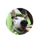 犬！！！！！！！！！（個別スタンプ：4）