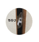 犬！！！！！！！！！（個別スタンプ：5）