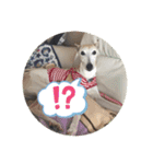犬！！！！！！！！！（個別スタンプ：6）