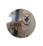 犬！！！！！！！！！（個別スタンプ：7）