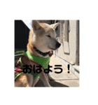 犬！！！！！！！！！（個別スタンプ：9）