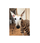 犬！！！！！！！！！（個別スタンプ：10）