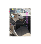 犬！！！！！！！！！（個別スタンプ：11）