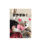 犬！！！！！！！！！（個別スタンプ：12）