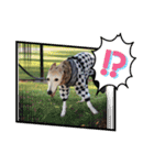 犬！！！！！！！！！（個別スタンプ：13）
