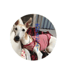 犬！！！！！！！！！（個別スタンプ：15）