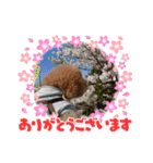 もこちゃんの日常すたんぷ（個別スタンプ：3）