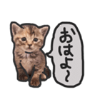 こねこきょうだい（個別スタンプ：1）