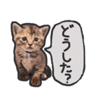 こねこきょうだい（個別スタンプ：2）