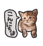 こねこきょうだい（個別スタンプ：3）