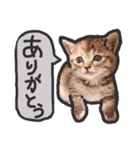 こねこきょうだい（個別スタンプ：4）