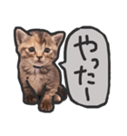 こねこきょうだい（個別スタンプ：5）