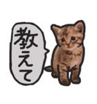 こねこきょうだい（個別スタンプ：9）