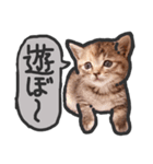 こねこきょうだい（個別スタンプ：10）