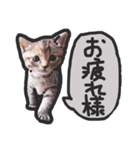 こねこきょうだい（個別スタンプ：11）