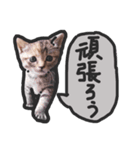 こねこきょうだい（個別スタンプ：13）