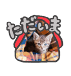 こねこきょうだい（個別スタンプ：14）