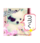 ☆チワワの心菜☆可愛く伝える編（個別スタンプ：8）