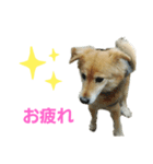 ももちゃん16歳（個別スタンプ：1）