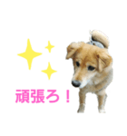 ももちゃん16歳（個別スタンプ：2）