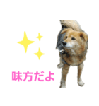 ももちゃん16歳（個別スタンプ：3）