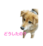 ももちゃん16歳（個別スタンプ：7）