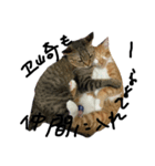 猫 ときたまヱ崎（個別スタンプ：1）