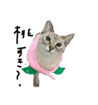猫 ときたまヱ崎（個別スタンプ：3）