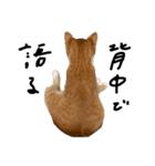 猫 ときたまヱ崎（個別スタンプ：4）