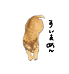 猫 ときたまヱ崎（個別スタンプ：5）
