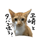 猫 ときたまヱ崎（個別スタンプ：7）