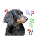 ダックスのなにげない日常3（個別スタンプ：7）