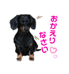 ダックスのなにげない日常3（個別スタンプ：8）