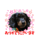ダックスのなにげない日常3（個別スタンプ：10）