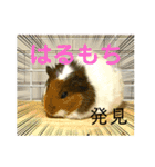 モルモットのあめそらfamily（個別スタンプ：14）