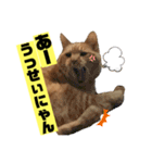 茶虎猫のニャン神タイガース ネタVer.（個別スタンプ：1）