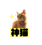 茶虎猫のニャン神タイガース ネタVer.（個別スタンプ：4）