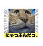 茶虎猫のニャン神タイガース ネタVer.（個別スタンプ：8）
