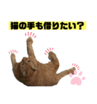 茶虎猫のニャン神タイガース ネタVer.（個別スタンプ：10）