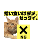 茶虎猫のニャン神タイガース ネタVer.（個別スタンプ：12）