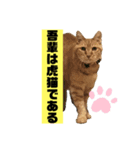 茶虎猫のニャン神タイガース ネタVer.（個別スタンプ：13）
