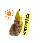 茶虎猫のニャン神タイガース ネタVer.（個別スタンプ：14）